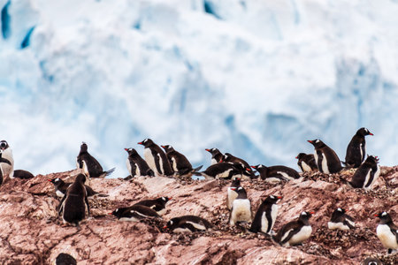 A panoramic view of the Gentoo Penguin -Pygoscelis papua- colony on Cuverville Island, on the Antarctic Peninsulaの写真素材