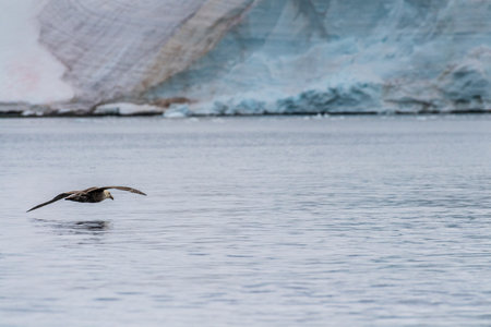 Telephoto of a southern Giant Petrel -Macronectes giganteus- flying in front of an iceberg in Antarctica.の写真素材