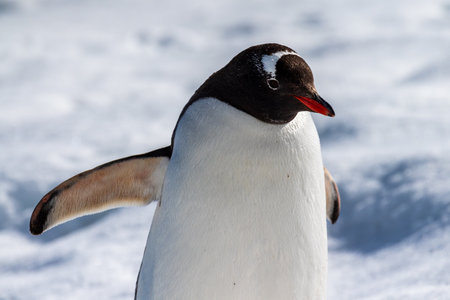 Close-up of a Gentoo Penguin -Pygoscelis papua- walking in a snowy landscape of Trinity Island, on the Antarctic Peninsulaの写真素材