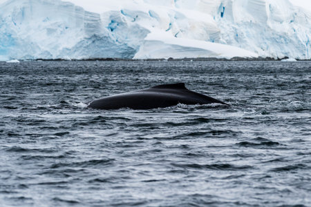 Close-up of the back of a diving humpback whale -Megaptera novaeangliae- including the dorsal fin and blow hole. Image taken in the Graham passage, near trinity island, in the Antarctic peninsula.の写真素材