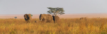 A herd of African Elephants -Loxodonta Africana- grazing in the Serengeti, Tanzania, during the golden hour around sunsetの写真素材
