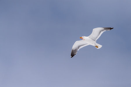 Telephoto of a flying kelp gull - Larus dominicanus- with blood around its beak. Antarctic peninsula near Mikkelsen Harbour on trinity island.の写真素材