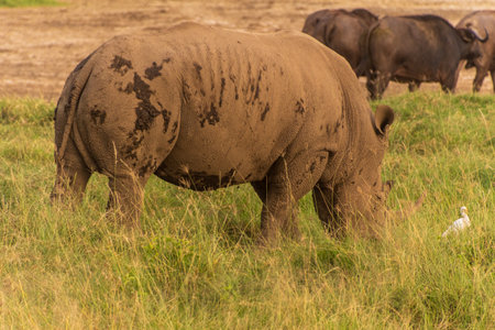 Close-up of an encounter with a herd White Rhinoceros -Ceratotherium simum- in Lake Nakuru national park, Kenya. They are grazing amid a herd of Cape Buffalo -Syncerus caffer- in the early golden hour evening lightの写真素材