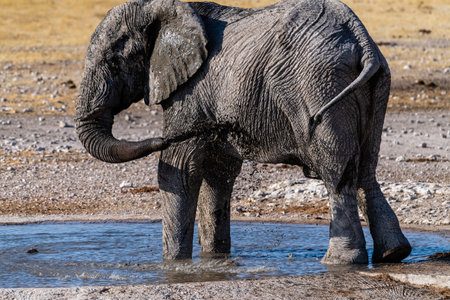 Telephoto shot of one giant African Elephant -Loxodonta Africana- driking from a waterhole in Etosha National Park, Namibia.の写真素材
