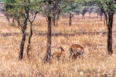 Telephoto of a herd of Impalas - Aepyceros melampus- wandering around the Serengeti, Tanzaniaの写真素材