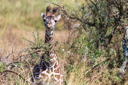 Close-up of Masai Giraffe - Giraffa tippelskirchi- feeding off acacia trees in the Serengeti, Tanzaniaの写真素材