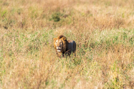 Close encounter with a male lion -Panthera Leo- that is walking across the plains of the Serengeti, Tanzania.の写真素材