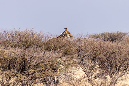 An Angolan Giraffe -Giraffa giraffa angolensis- grazing in the bushes of Etosha national park, Namibia.の写真素材