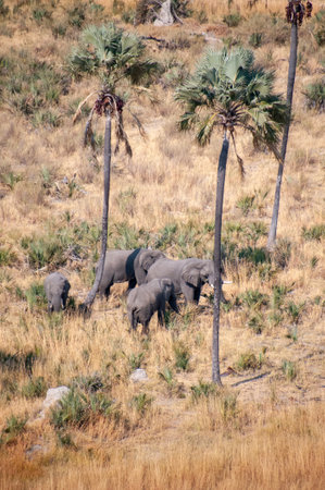 Aerial Telephoto shot of an African Elephant standing close to a palm tree, about to rub its head against it. Okavango Delta, Botswana.の写真素材