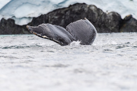 Close-up of the tail of a diving humpback whale -Megaptera novaeangliae. Image taken in the Graham passage, near Charlotte Bay, Antarctic Peninsula.の写真素材