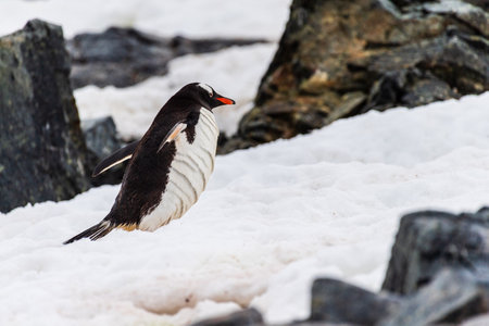 Telephoto shot of a Gentoo Penguin -Pygoscelis papua- walking along a Penguin highway laid out in fresh snow on Cuverville island.の写真素材