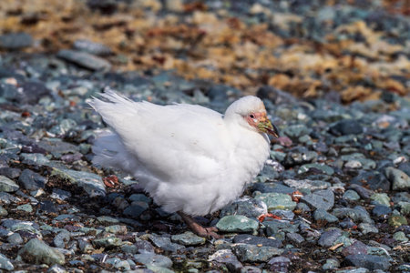 Close-up of a snowy sheathbill -Chionis albus- on the Antarctic Peninsula.の写真素材