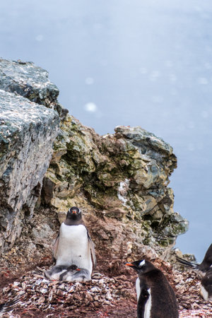Impression of the Gentoo Penguin -Pygoscelis papua- colony at Danco Island, on the Antarctic Peninsulaの写真素材