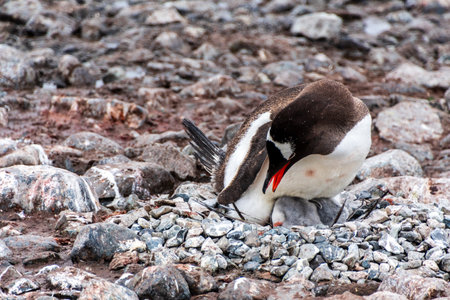 Close-up of a Gentoo Penguin -Pygoscelis papua- sitting on its nest at Cuverville Island, on the Antarctic Peninsulaの写真素材