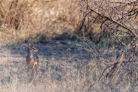 Telephoto of two Dik Diks - Madoqua kirkii- hiding in the bushes of the Serengeti, Tanzaniaの写真素材