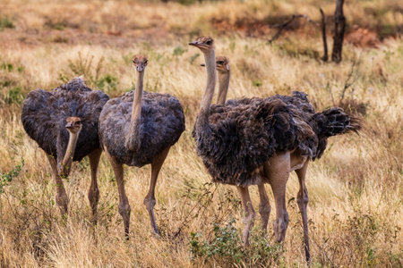 Telephoto of a group of a Somali Ostriches - Struthio molybdophanes- in the Samburu national reserve, Kenyaの写真素材