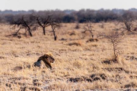 Impression of a Male Lion - Panthera leo- resting on the plains of Etosha national park, Namibia, catching the early morning sun.の写真素材
