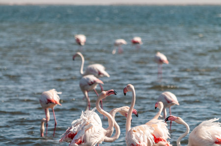 Greater Flamingos - Phoenicopterus roseus- along the shores of Walvis Bay, Namibia.の写真素材
