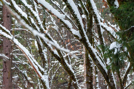 Close-up of snow-covered trees in Yosemite valley.の写真素材