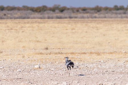 Close-up of a secretarybird -Sagittarius serpentarius- Walking on the plains of Etosha National Park, Namibiaの写真素材
