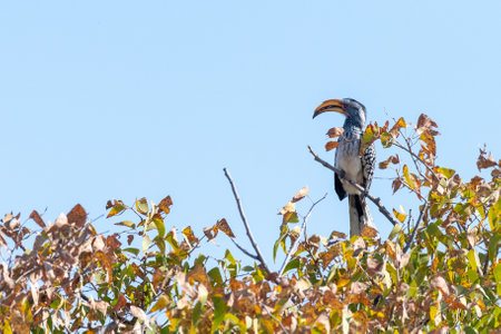 A Southern yellow-billed hornbill -Tockus leucomelas- sitting on a branch of a treeの写真素材