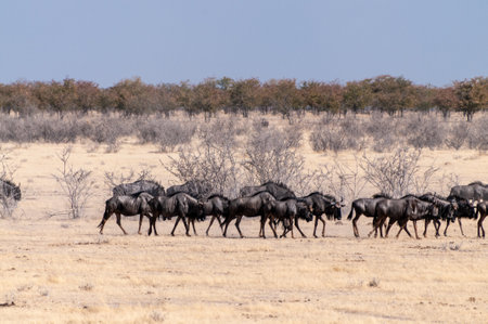 Telephoto shot of a herd of blue wildebeest - Connochaetes taurinus- trekking across the plains of Etosha national Park, Namibia.の写真素材
