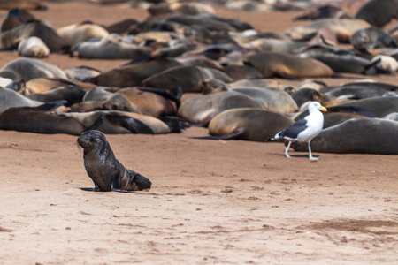 Detail of the seal colony at Cape Cross, off the skeleton coast of Namibia.の写真素材