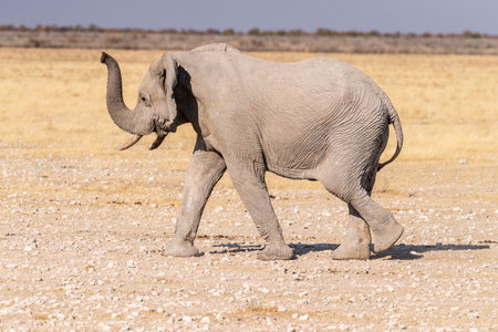 Telephoto shot of one African Elephant -Loxodonta Africana- running across the plains of Etosha National Park, Namibia.の写真素材