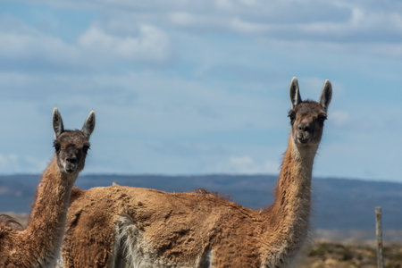 Telephoto of two Guanacos -Lama guanicoe- roaming around Tierra de Fuego, Chileの写真素材