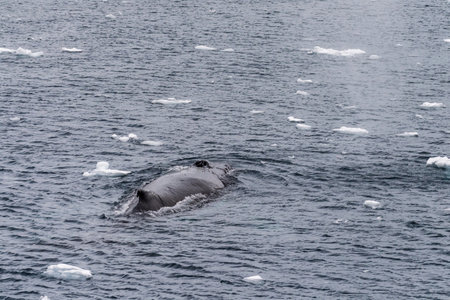 Close-up of the back of a diving humpback whale -Megaptera novaeangliae- including the dorsal fin and blow hole. Image taken inear the entrance of the Lemaire channel, in the Antarctic peninsula.の写真素材