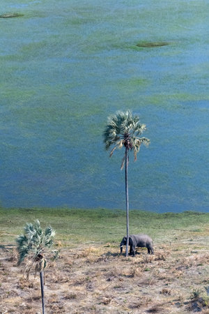Aerial shot of an African Elephant standing close to a palm tree. Okavango Delta, Botswana.の写真素材