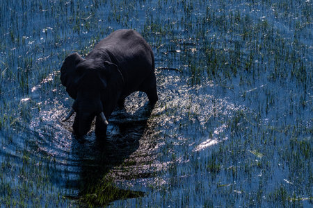 Aerial telephoto shot of an African Elephant wading through the shallow waters of the Okavango Delta in Botswana.の写真素材
