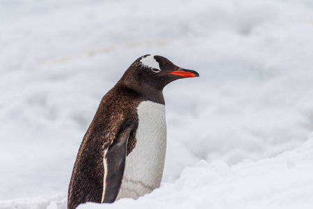 Close-up of a Gentoo Penguin -Pygoscelis papua- walking along a penguin highway in a snowy landscape of the colony at Danco island, on the Antarctic Peninsulaの写真素材