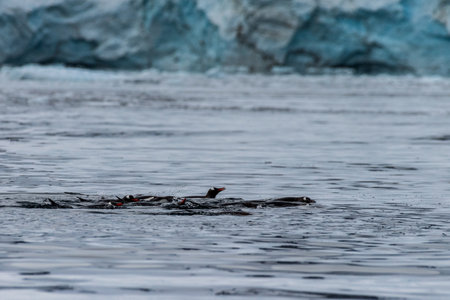 Telephoto of a group of Gentoo Penguins -Pygoscelis papua- jumping and swimming among the Antarctic sea ice. Antarctic Peninsula.の写真素材