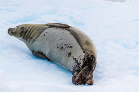 Close-up of a Weddell seal -Leptonychotes weddellii- resting on a small iceberg near Danco Island on the Antarctic peninsulaの写真素材