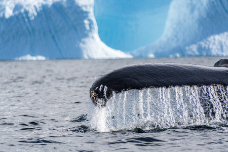 Close-up of the tail of a diving humpback whale -Megaptera novaeangliae. Image taken in the Graham passage, near Charlotte Bay, Antarctic Peninsula.の写真素材