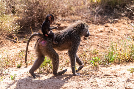 Close-up of an Olive Baboon -Papio Anubis- mother carrying her baby across the long grasslands of the Samburu national reserve, Kenyaの写真素材