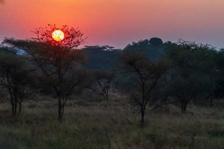 Telephoto of a sunrise over the Serengeti, Tanzaniaの写真素材
