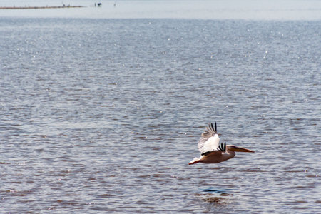 Telephoto of a Great White Pelican -Pelecanus onocrotalus- in flight over Lake Nakuru national park, Kenyaの写真素材
