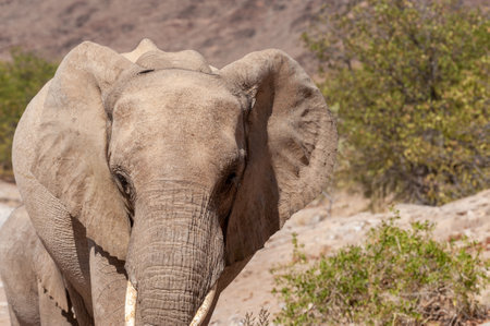 Encounter with a Desert Elphant -loxodonta - africana-in Northern Namibia.の写真素材