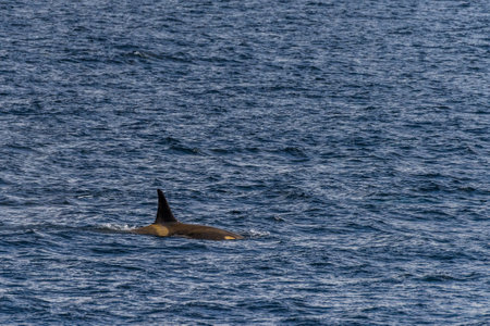 Close-up of a killer whale, Orcinus orca, swimming in the waters of the Antarctic peninsula, near Anvers Island.の写真素材