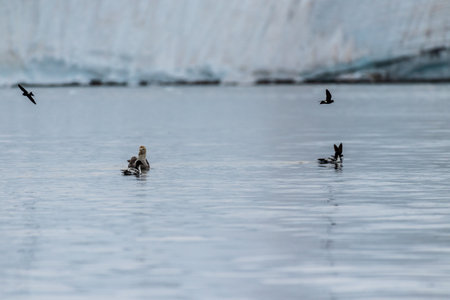 A southern Giant Petrel -Macronectes giganteus- has just landed in the Antarctic waters and is surrounded by Wilson Storm petrels -Oceanites oceanicus- and Cape Petrels - Daption capense.の写真素材