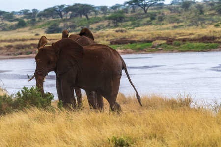 Telephoto of a herd of African Elephant -Loxodonta Africana- emerging from the Ewaso Ngiro river in the Samburu National Reserve, Kenyaの写真素材