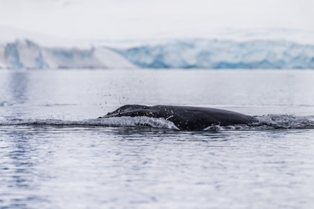 Close-up of the back of a diving humpback whale -Megaptera novaeangliae- including the dorsal fin...