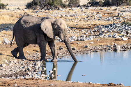 Telephoto shot of one African Elephant -Loxodonta Africana- drinking from a waterhole in Etosha National Park, Namibia.の写真素材