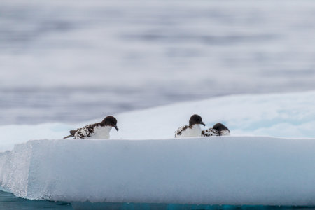 Close-up of four Cape Petrels - Daption capense- resting on an iceberg near Danco Island, on the Antarctic Peninsulaの写真素材