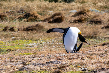 Outdoor scene with a close-up of a King Penguin - Aptenodytes patagonicus- on Tierra de Fuego, in Southern Chile.の写真素材