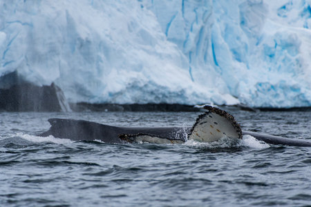 Close-up of the tail of a diving humpback whale -Megaptera novaeangliae. Image taken in the Graham passage, near Charlotte Bay, Antarctic Peninsula.の写真素材