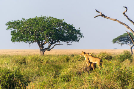 Close-up of two female lions -Panthera Leo- overlooking the expansive landscape of the Serengeti,...