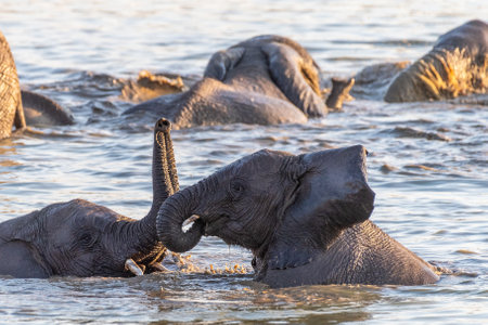Two baby elephants enjoying themselves in a waterhole in Etosha National Park, Namibia.の写真素材